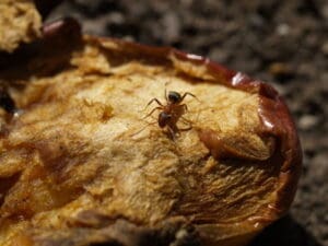 best Ant Treatment