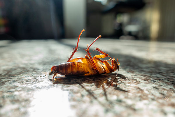 best methods for pest control