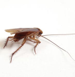 Cockroach Infestation