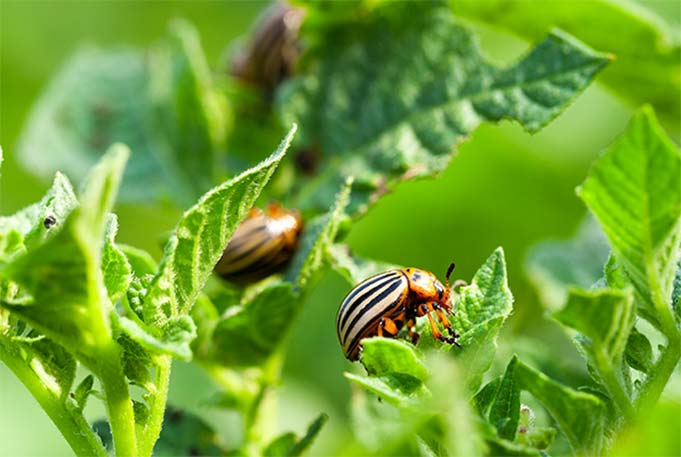 Pest Control Company SERVING JACKSONVILLE AND SURROUNDING AREAS