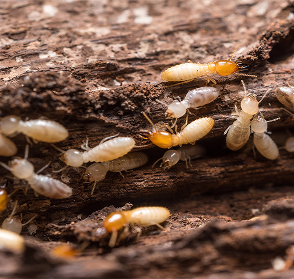 Termites