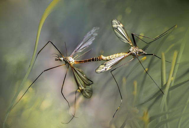 Summer Mosquitoes
