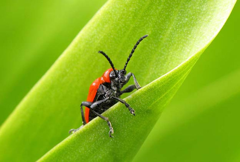 pest-control-jacksonville-family-owned local, family-owned, veteran-owned pest control in Jacksonville