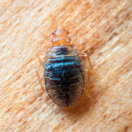 clos up picture of a Bed Bug